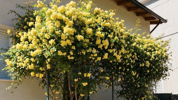 A building with a stone staircase, a bench, and a flowering tree. - The Rose Cottage (Tavernelle)