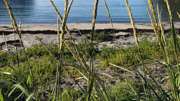 A beach with water, grass, and a mountain in the background.