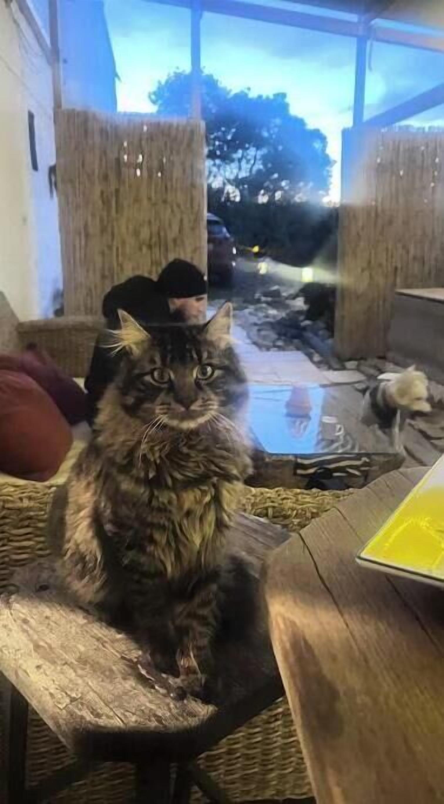 A cat sitting on a chair in a room with a wicker table and a wicker chair.