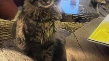 A cat sitting on a chair in a room with a wicker table and a wicker chair.