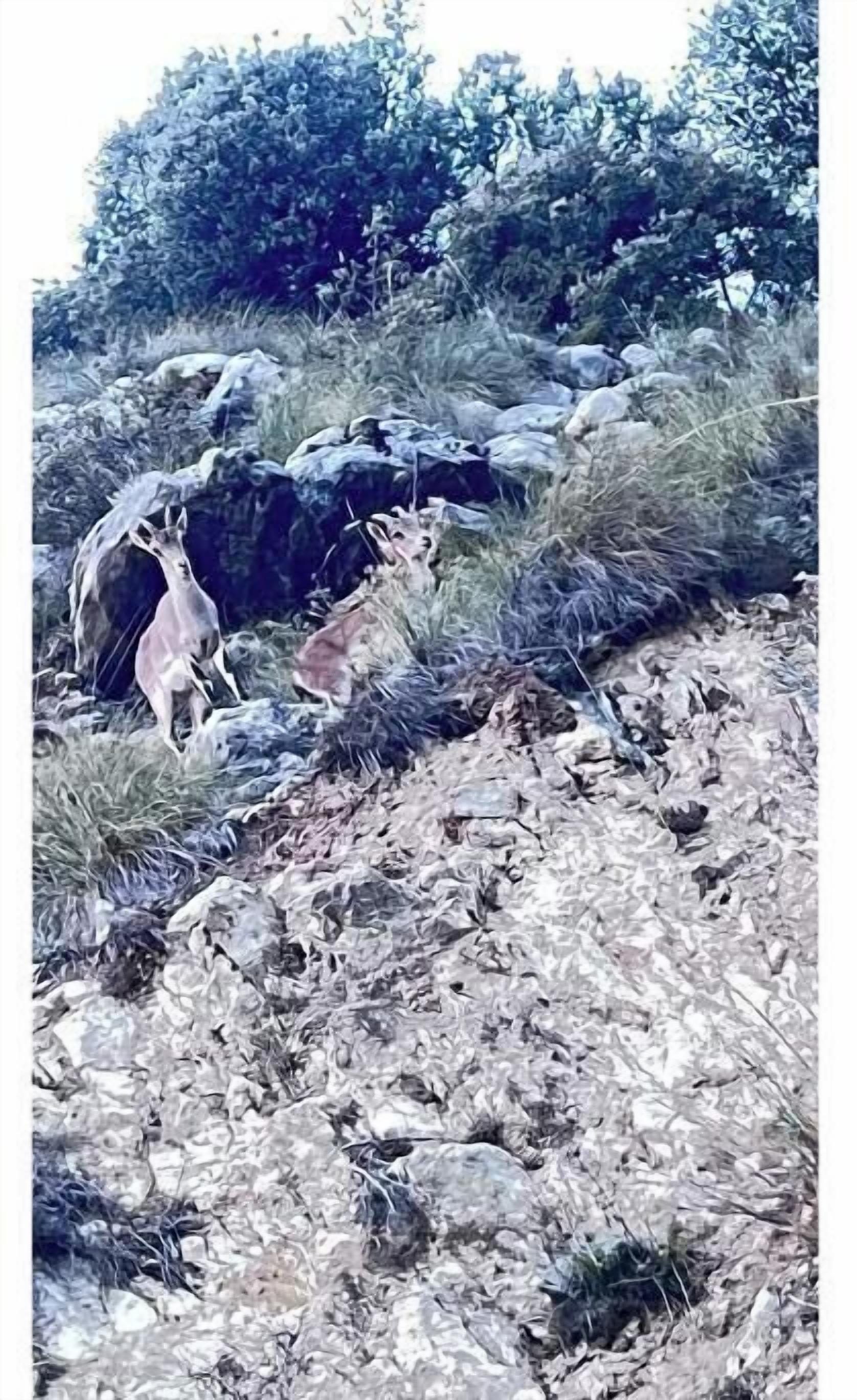 A rocky outdoor area with sparse vegetation and a few scattered rocks.