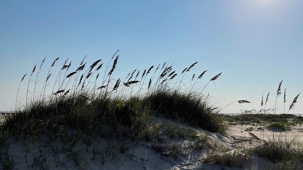 Une plage de sable avec des dunes et de hautes herbes.