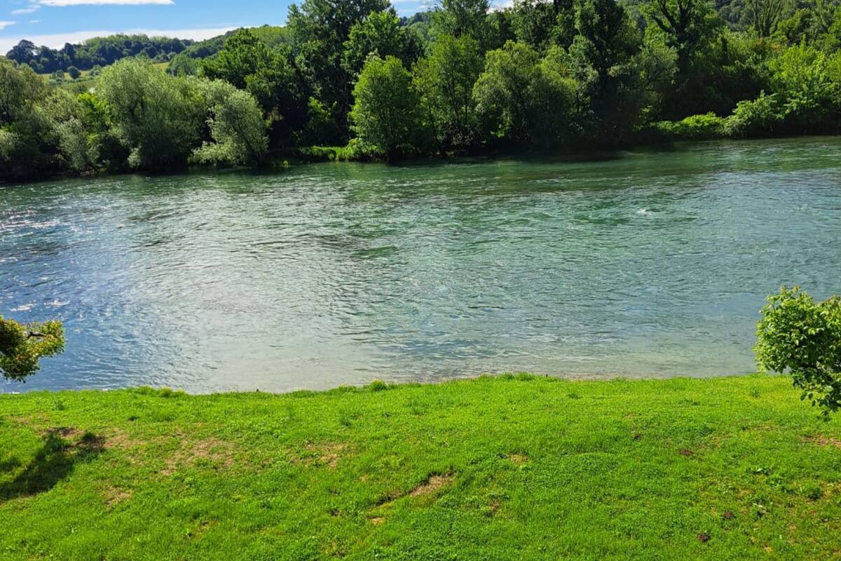 A river with a grassy bank and dense trees in the background.