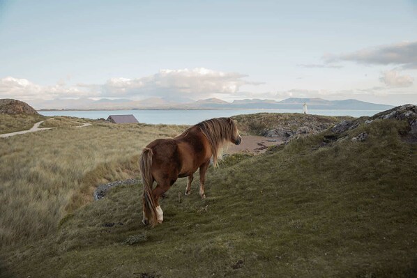 A horse on a grassy hill with a path leading to a building and a body of water in the background.