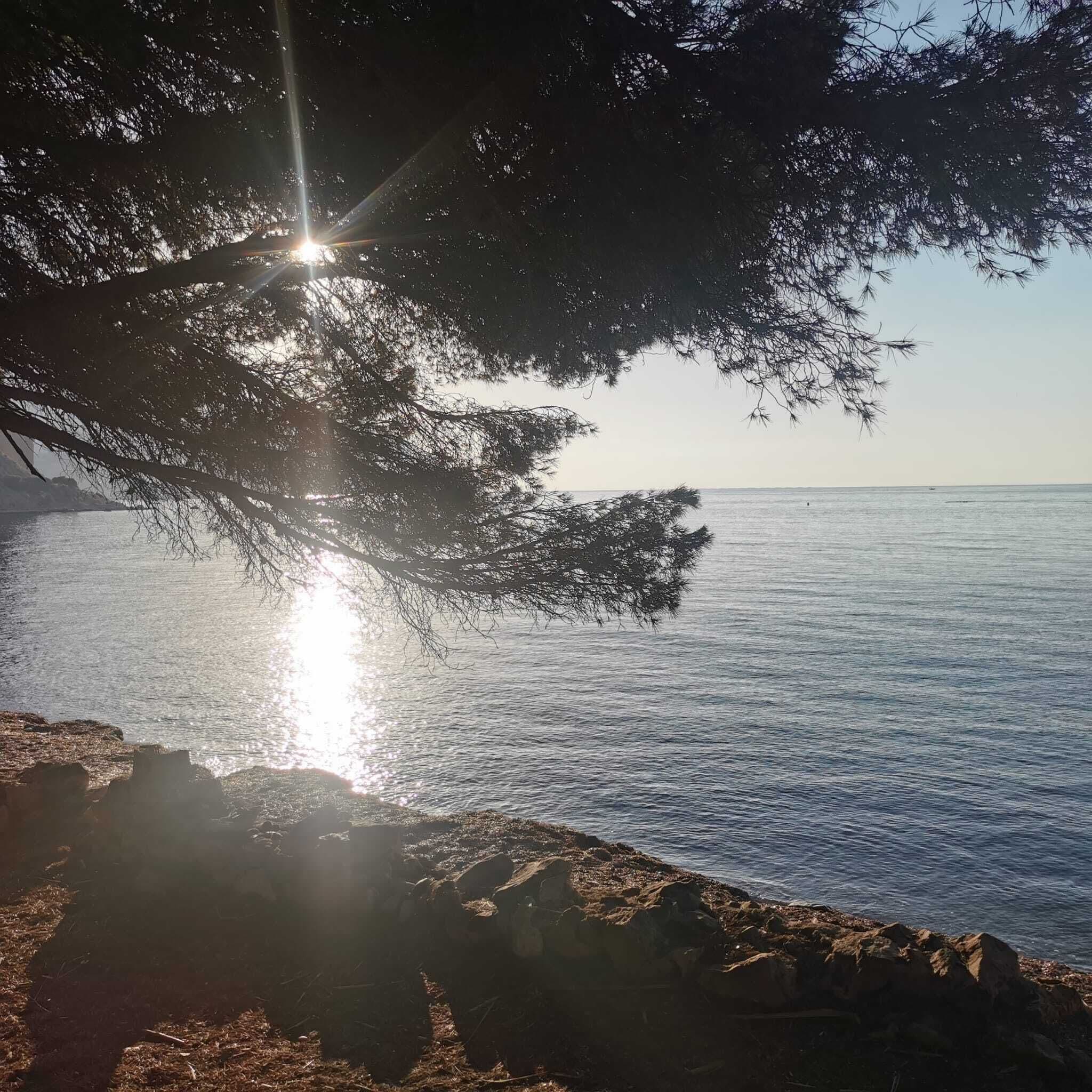 Paisaje costero con un árbol que se extiende sobre una costa rocosa, luz solar reflejándose en el agua y un cielo despejado.