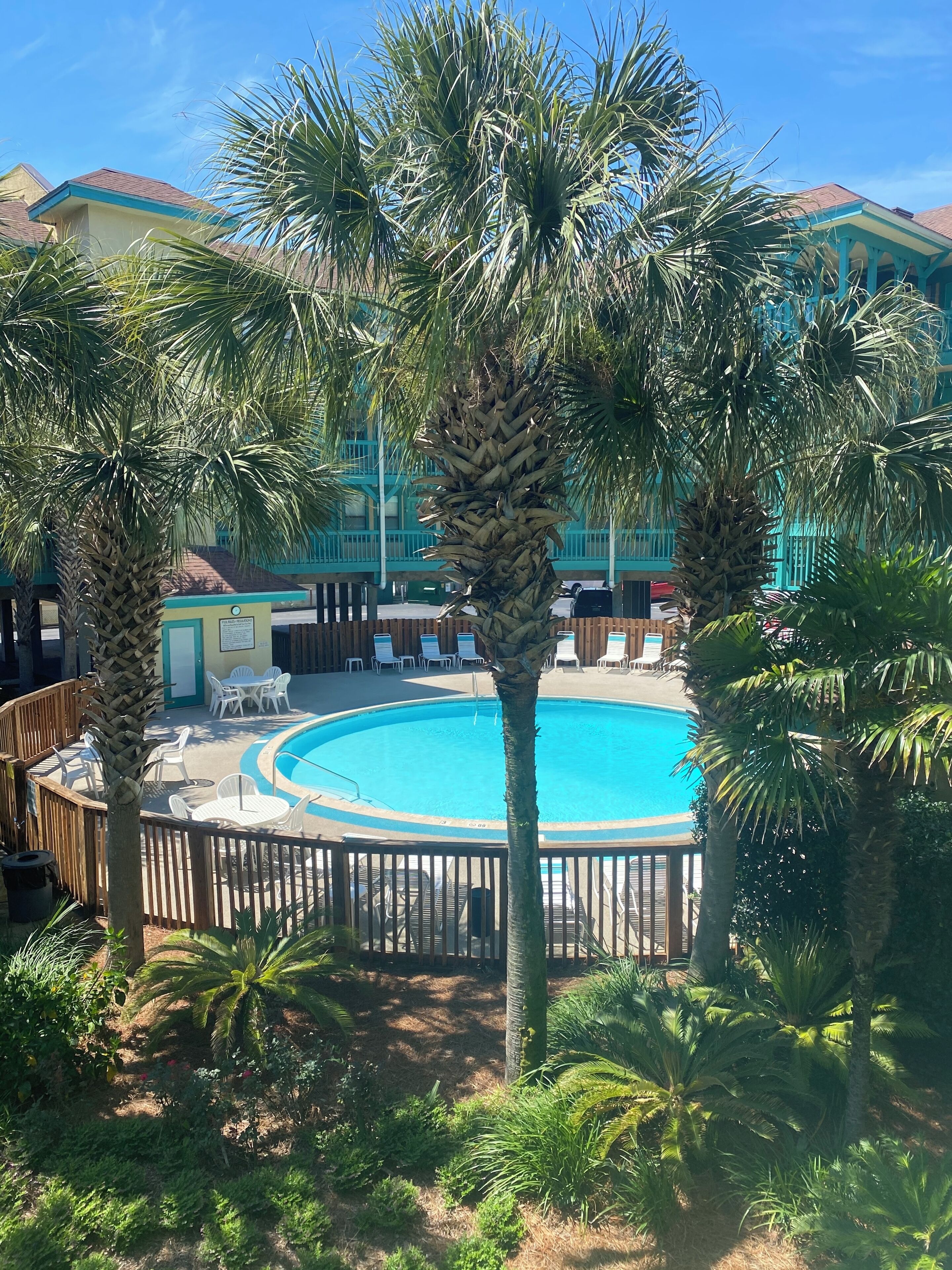 A pool surrounded by palm trees and lounge chairs, with a building in the background.