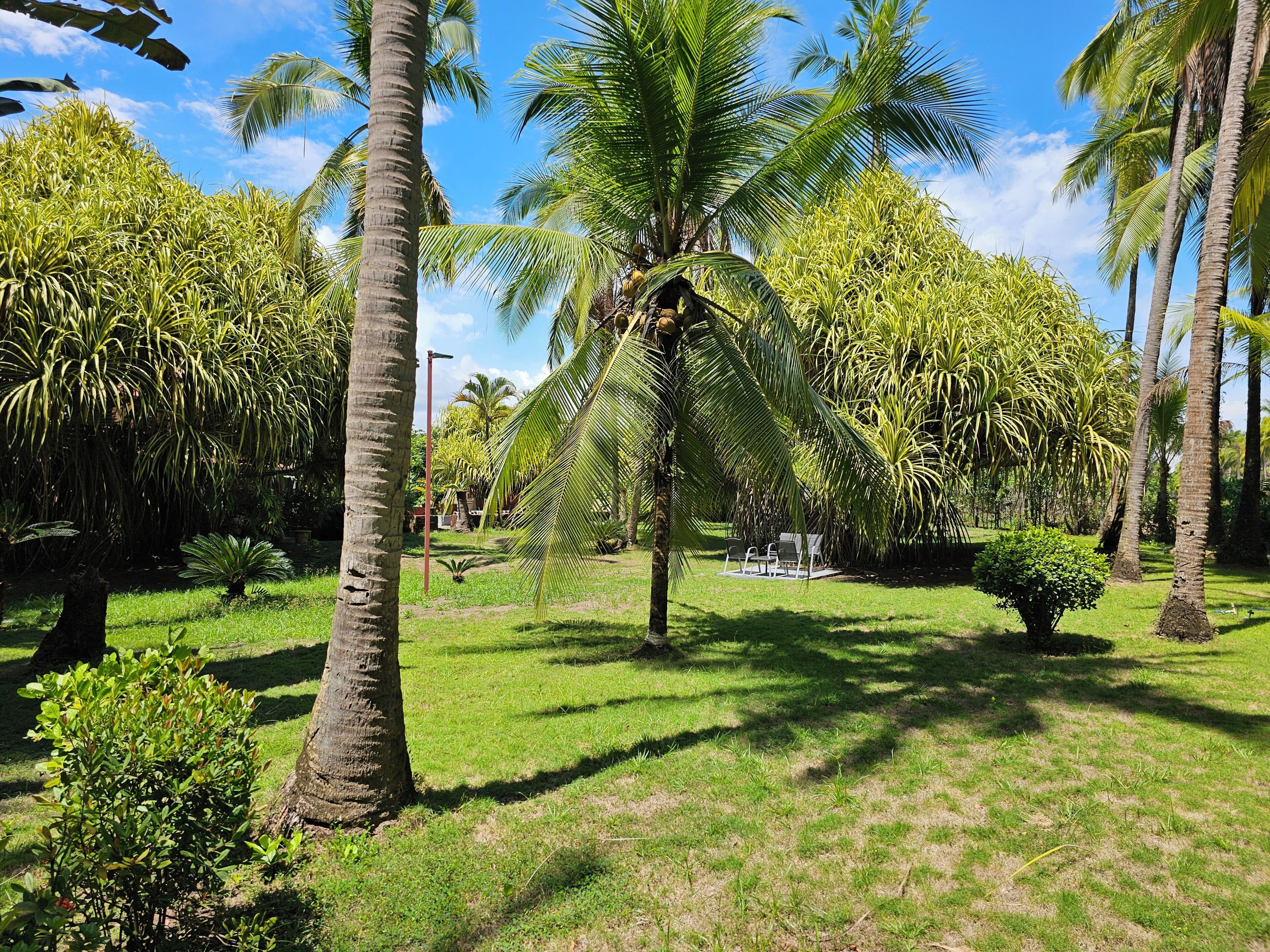 Un jardin tropical avec des palmiers et une pelouse.