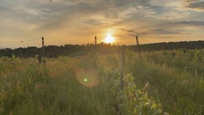 Miscellaneous - Ancient Farmhouse San Lorenzo (Toscana)