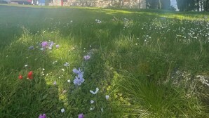 A grassy field with scattered flowers, a stone building with a red door, and tall trees in the background. - Antico Casale San Lorenzo (Toscana)