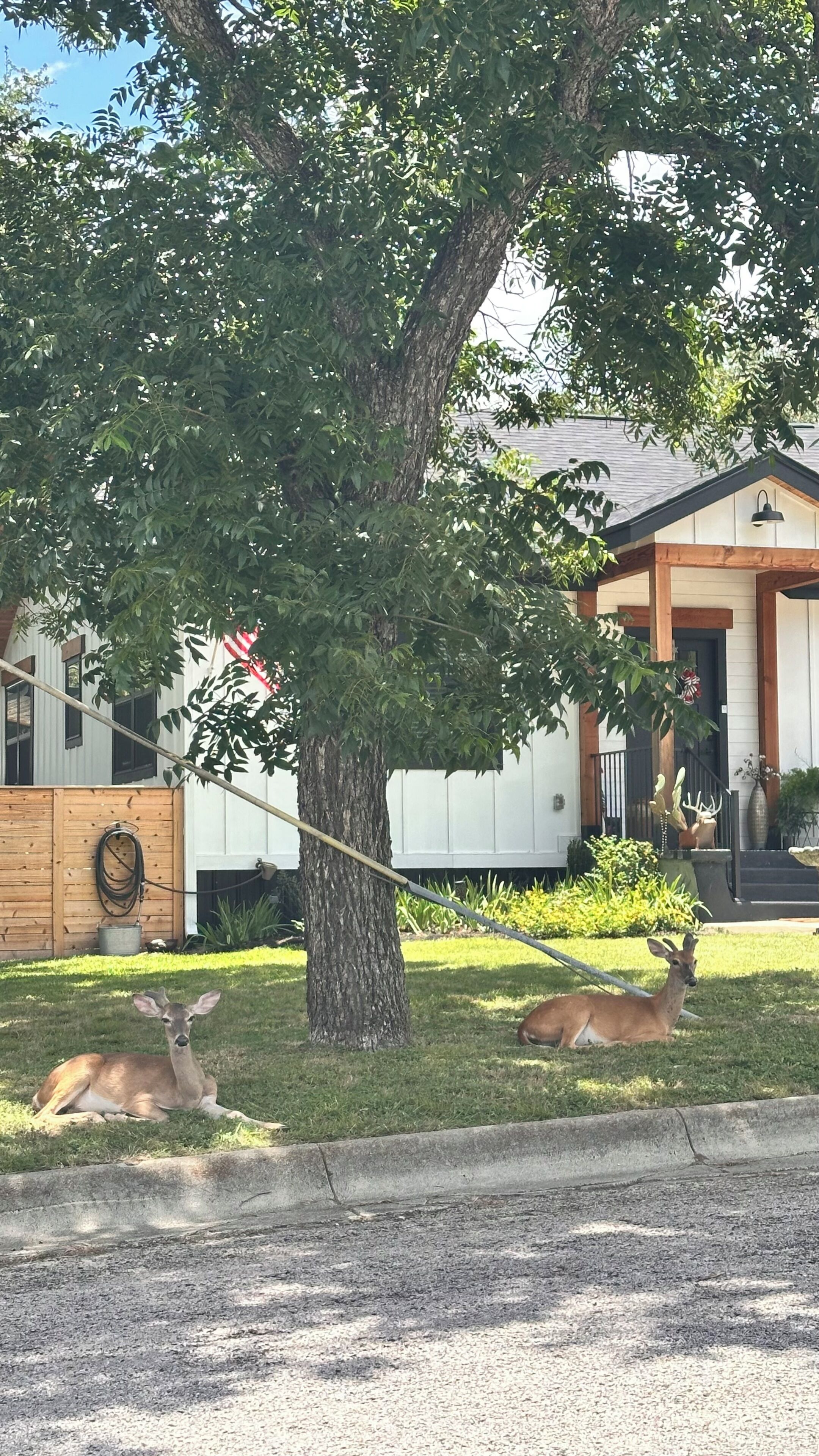 Un quartier résidentiel avec un grand arbre, une maison dotée d’un porche et deux cerfs sur la pelouse.