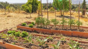 A garden with raised beds containing various plants. - La Carraca Archidona by Ruralidays (Málaga)