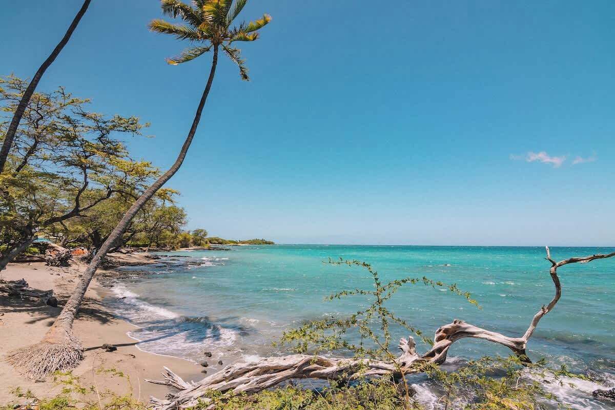 A beach with clear turquoise water, palm trees, and driftwood.
