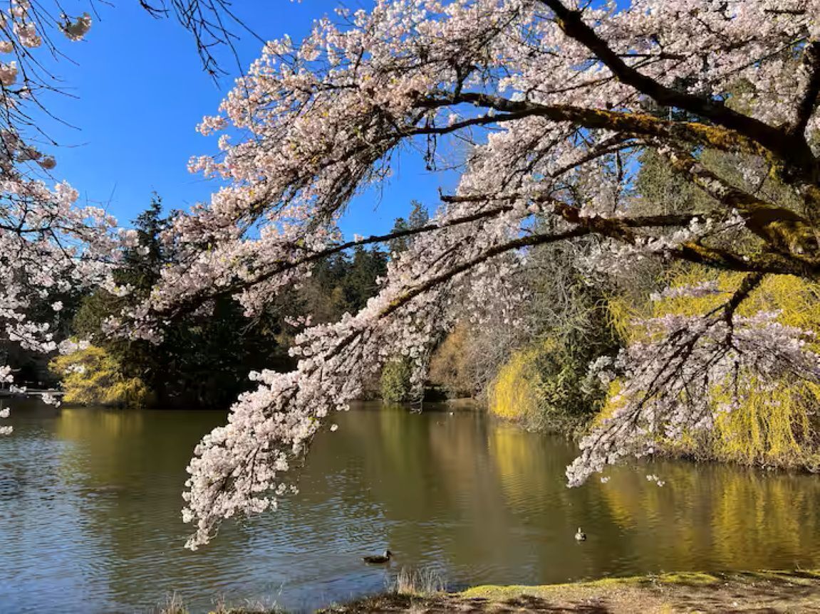 A serene lake with cherry blossoms in full bloom, surrounded by trees and a clear blue sky.