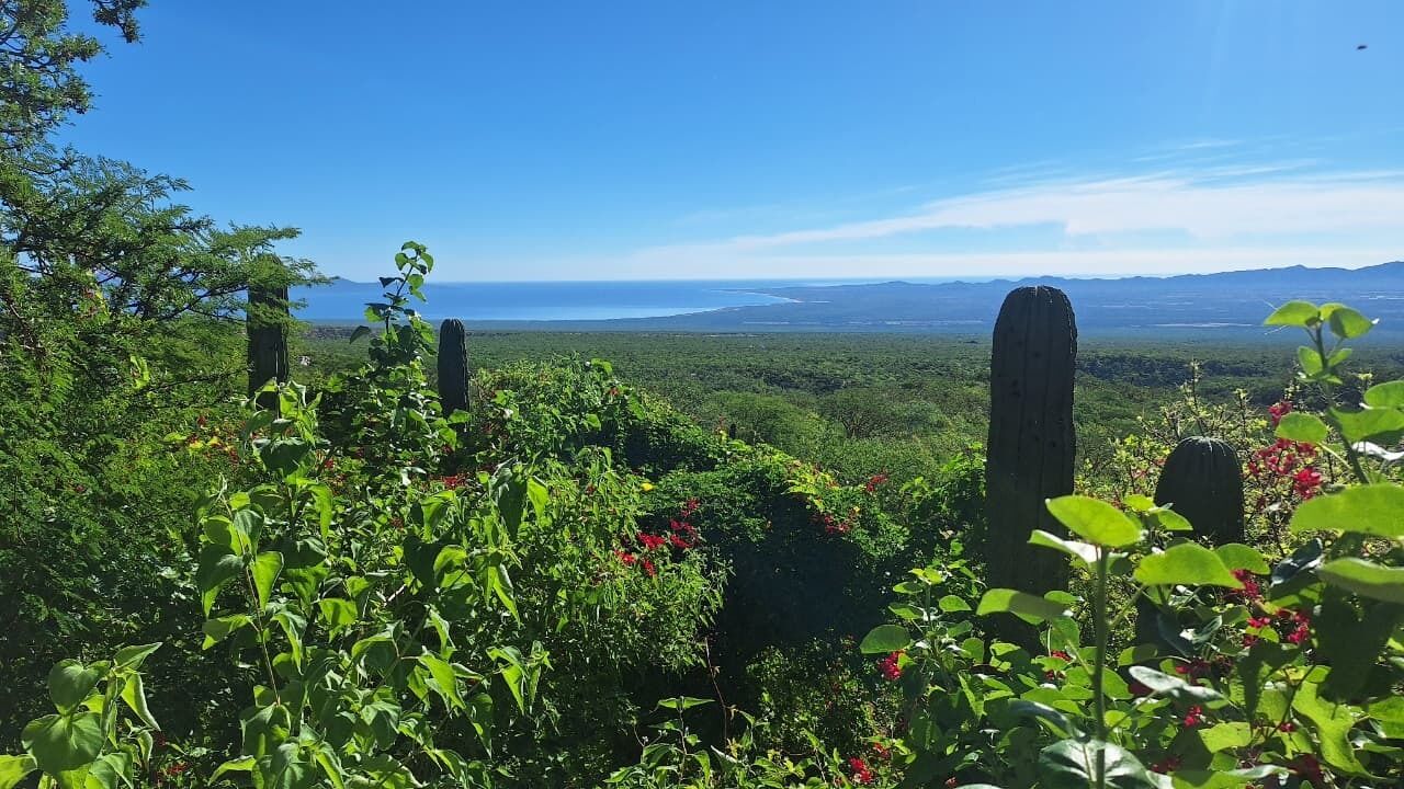 Üppige Landschaft mit Bäumen und freiem Blick auf das Meer.