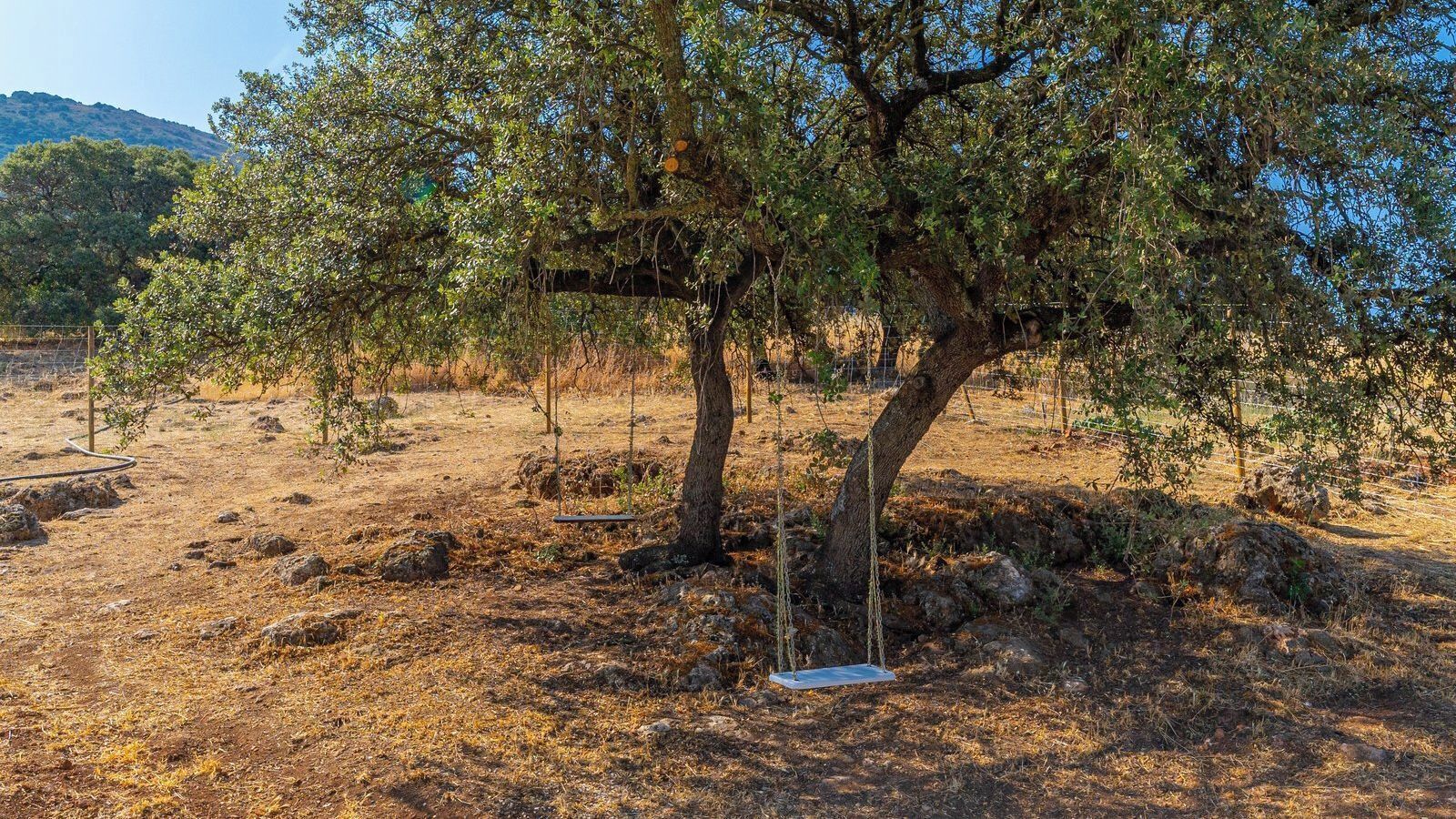 Un arbre avec une balançoire dans un paysage aride et rocheux.
