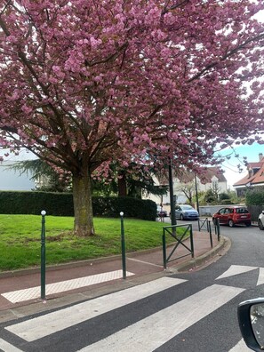Eine von Bäumen gesäumte Straße mit Zebrastreifen und parkenden Autos.