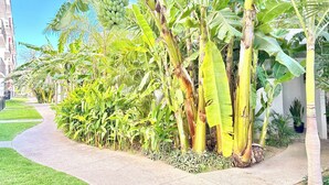 A pathway lined with banana trees and corn plants, leading to a building with a white facade. - Resort-Style Condo- Pool, Patio, Playground + Palapa Lounge (Aldea Hortus)