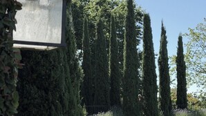 Ein gepflegter Garten mit Schwimmbad, hohen Zypressen und blauem Himmel.