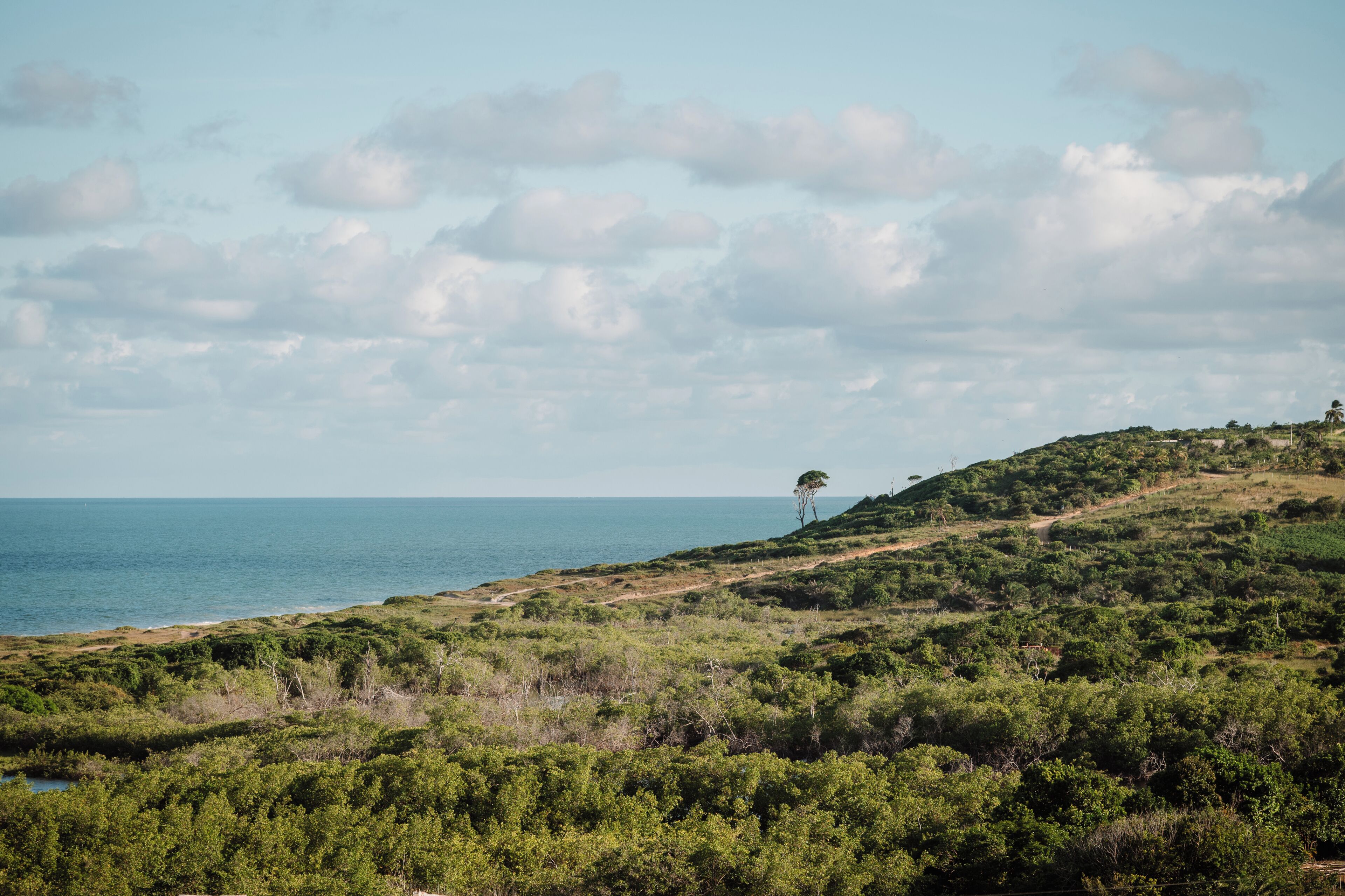 A coastal landscape with a clear sky, a solitary tree on a hill, and a path leading to the sea.