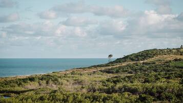 A coastal landscape with a clear sky, a solitary tree on a hill, and a path leading to the sea.