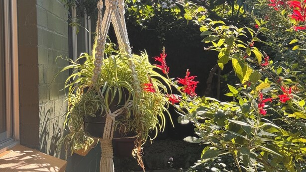 A garden with potted plants and a hanging macrame decoration. - Retro bungalow in organic garden oasis (Caulfield North)