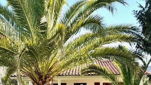 A house with a tiled roof, a porch with white railings, and two large palm trees in the foreground.