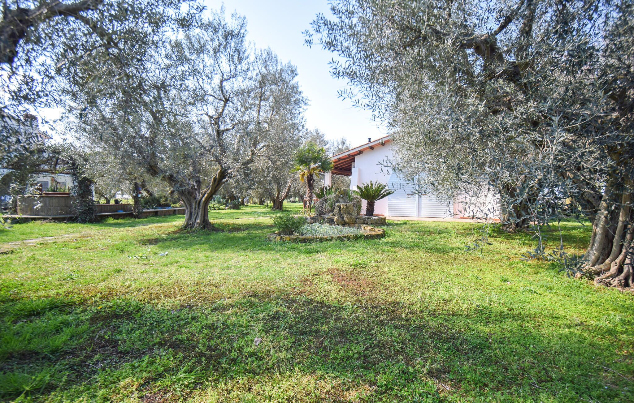 Un giardino con alberi d'ulivo, un edificio bianco e un muro in pietra.