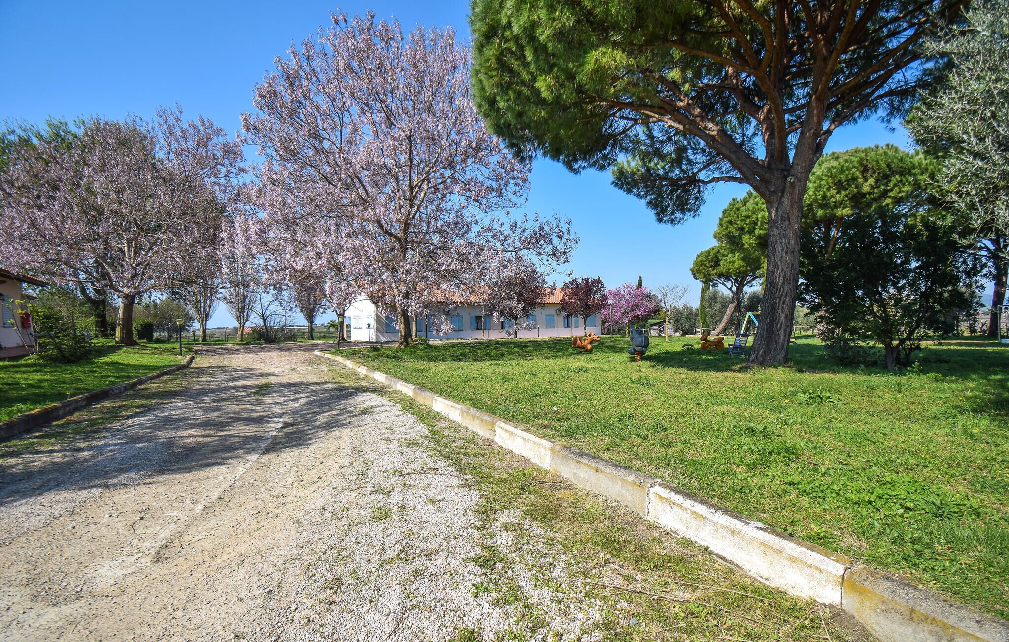 A gravel driveway leading to a building with a white facade, surrounded by trees with pink blossoms.