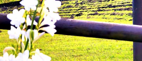 Cabaña económica, vista al patio | Detalle exterior