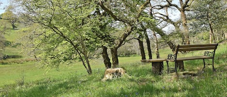 Un parc avec un banc, des arbres et de l’herbe.