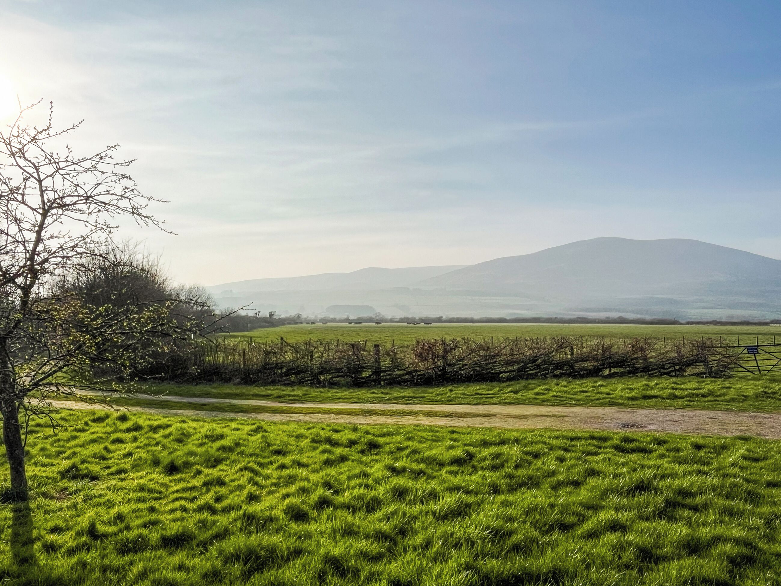 A rural landscape with a clear sky, a tree, and a distant mountain.