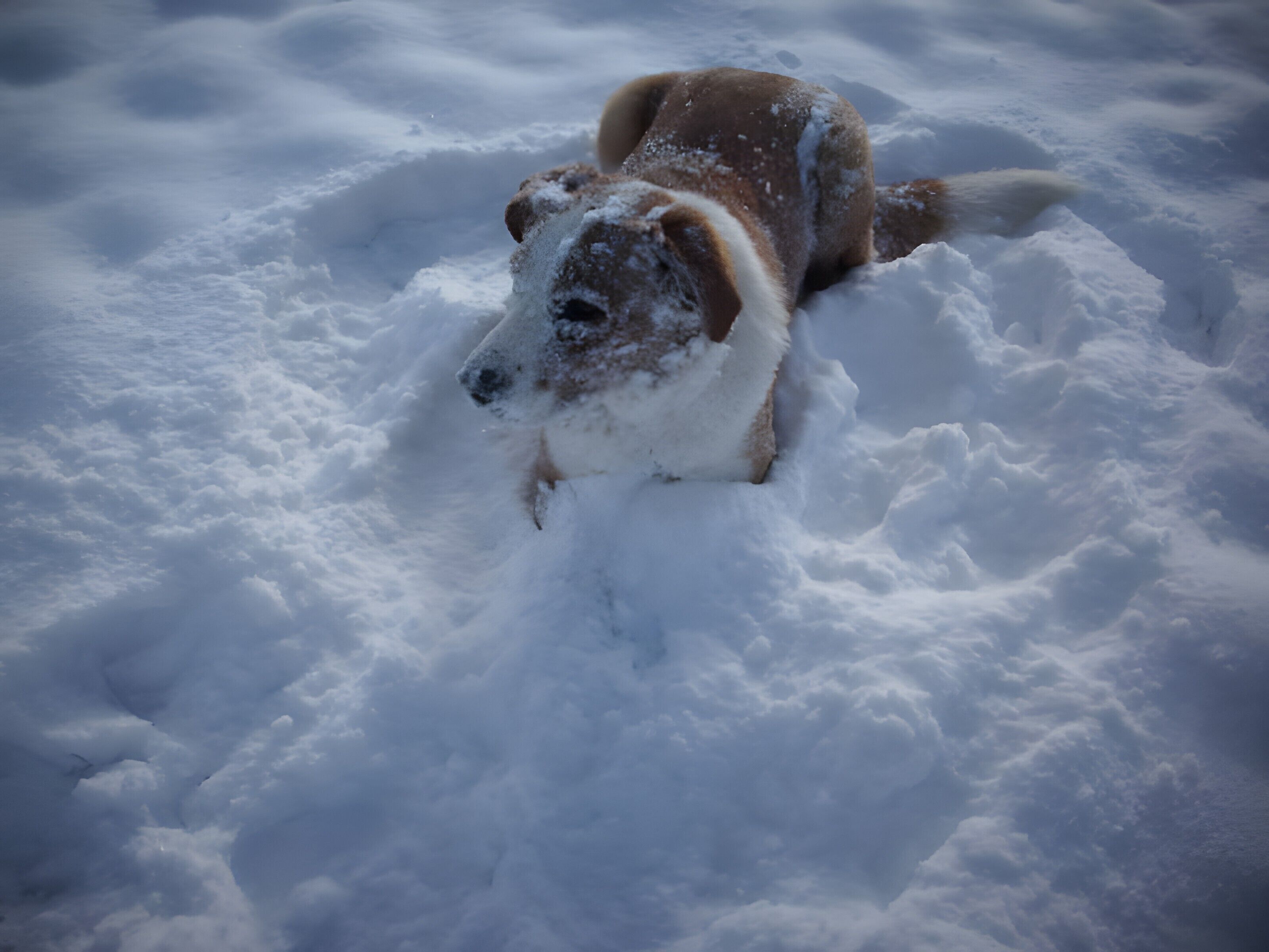 Um cão deitado em uma área coberta de neve.