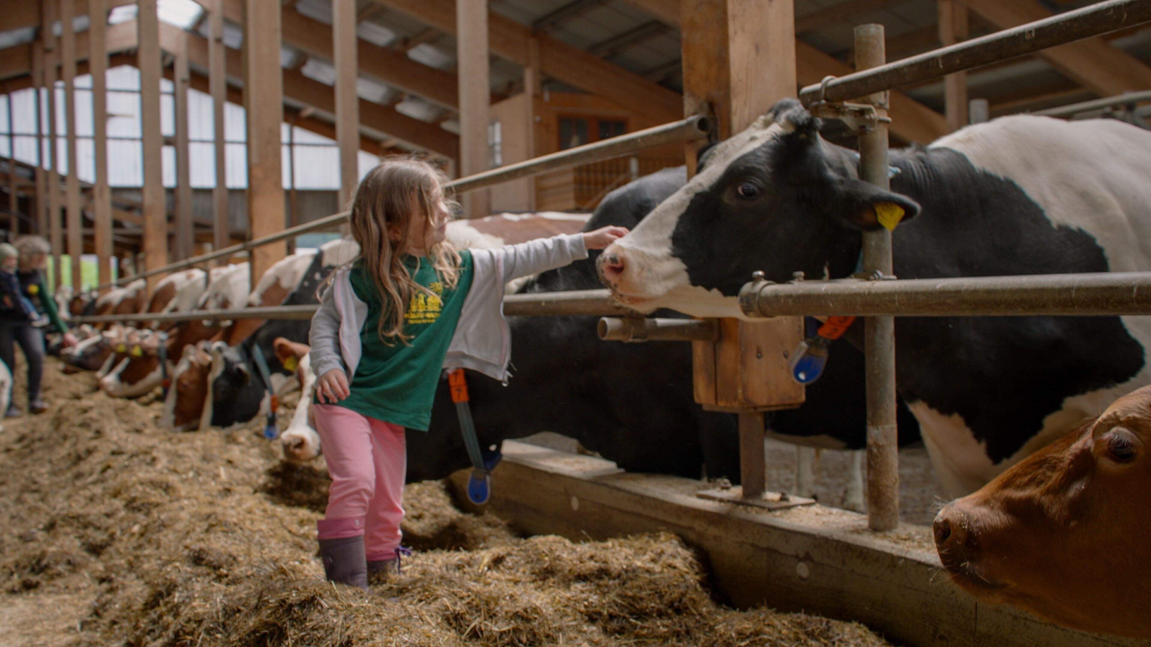 A person feeding a cow in a barn with other cows in the background.