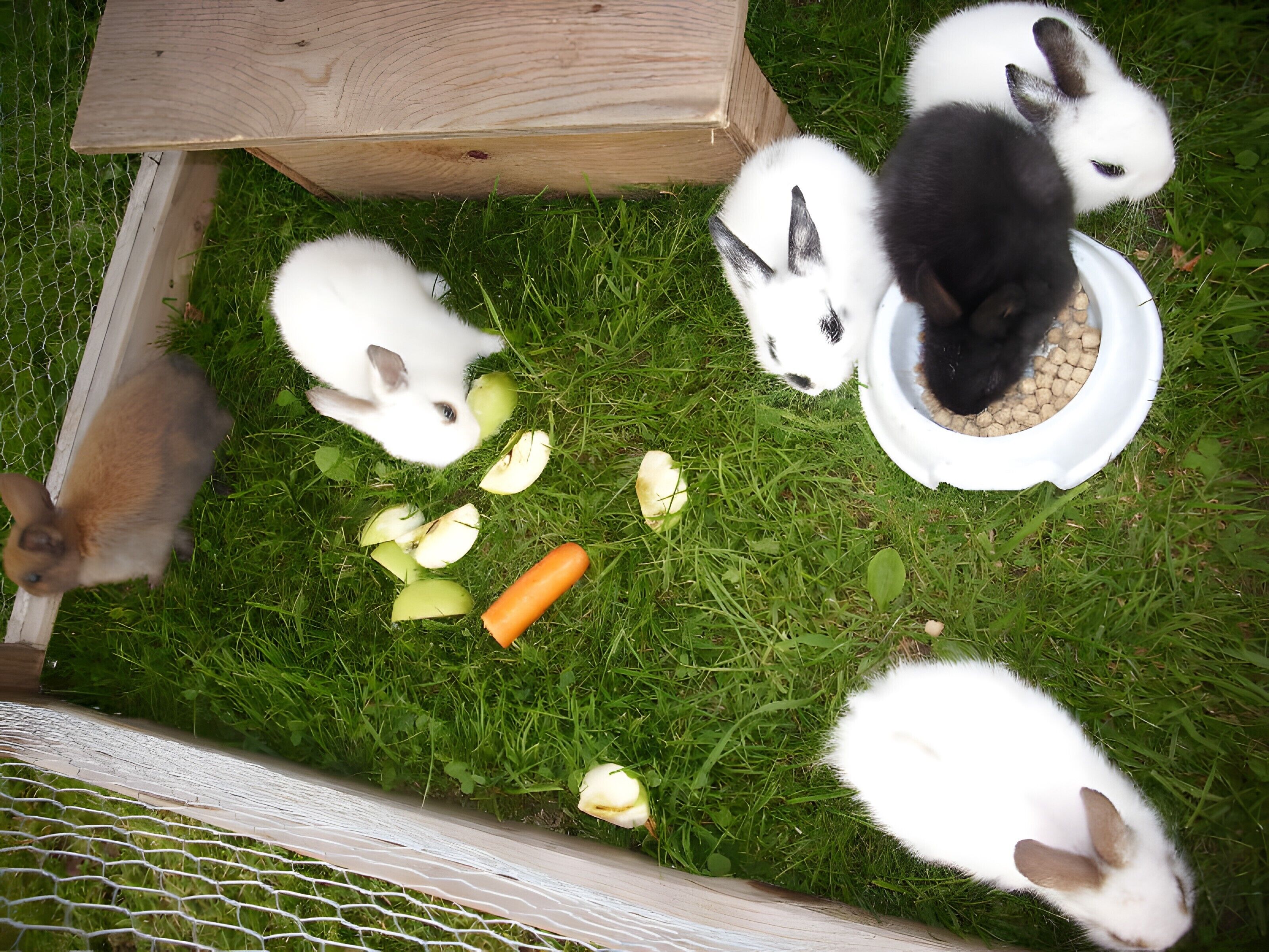 Un espace extérieur recouvert d’herbe, avec une structure en bois, peut-être une cage à lapins, et un bol blanc contenant de la nourriture.