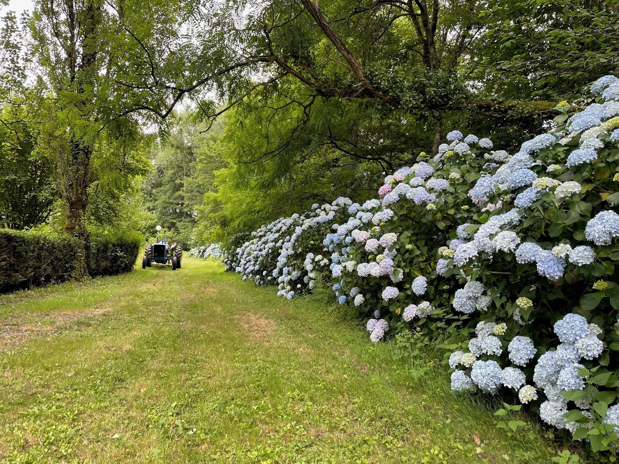 Un sendero en un jardín con bojes de hortensia a un lado y un tractor a lo lejos.