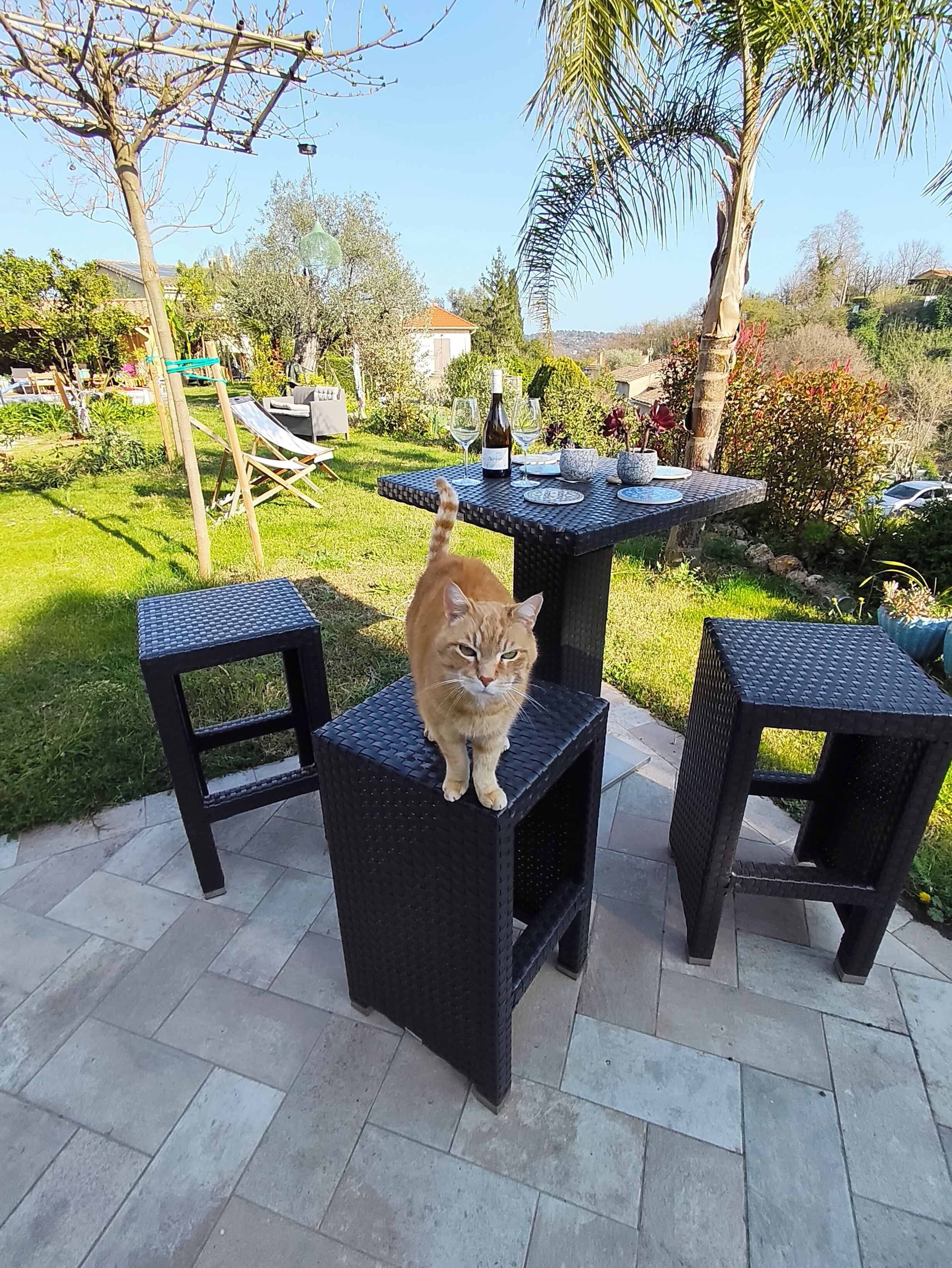 Une terrasse de jardin avec une table et des chaises, un chat assis sur une chaise et une bouteille de vin sur la table.