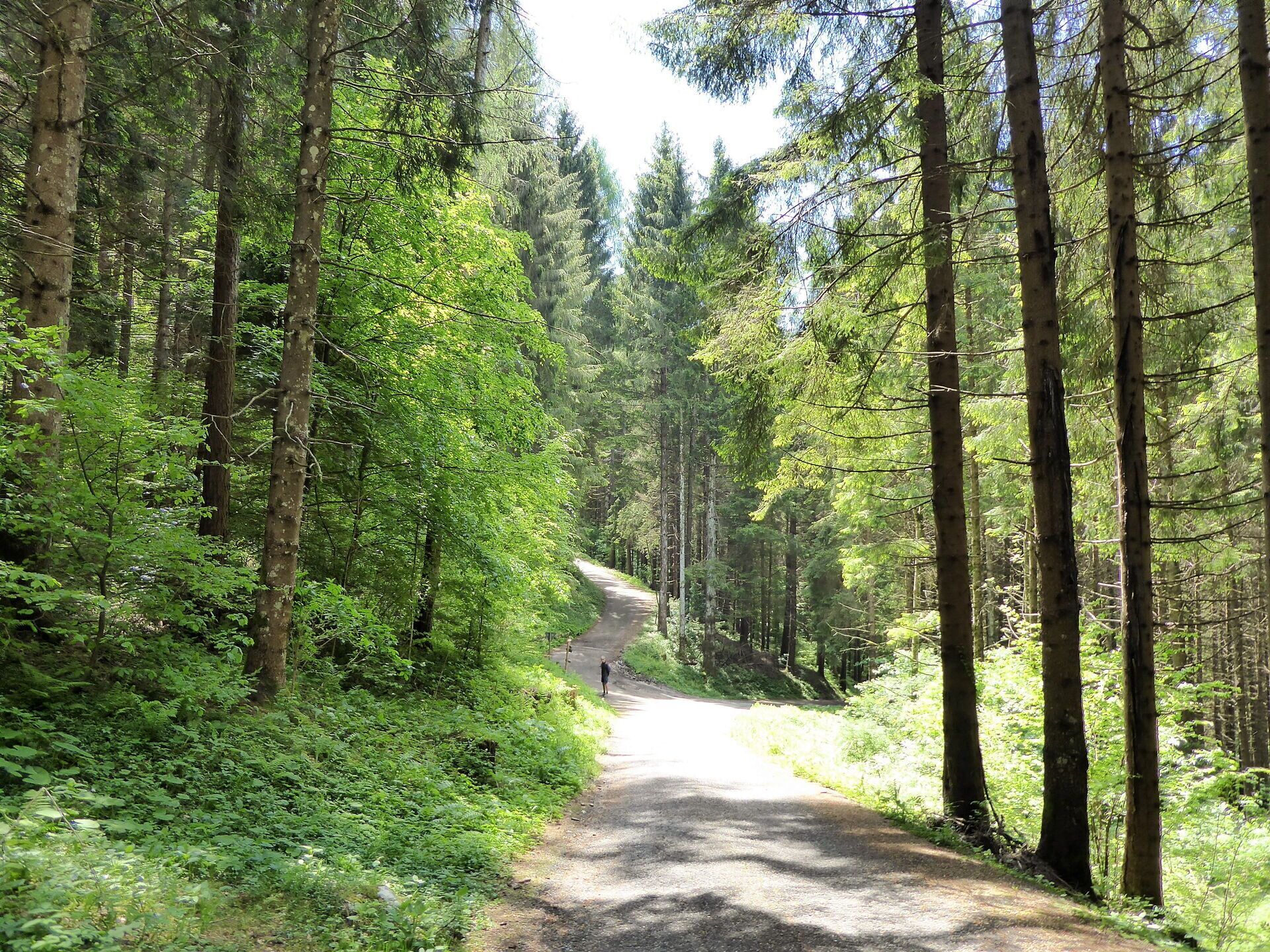 A forested path with tall trees and dense foliage.