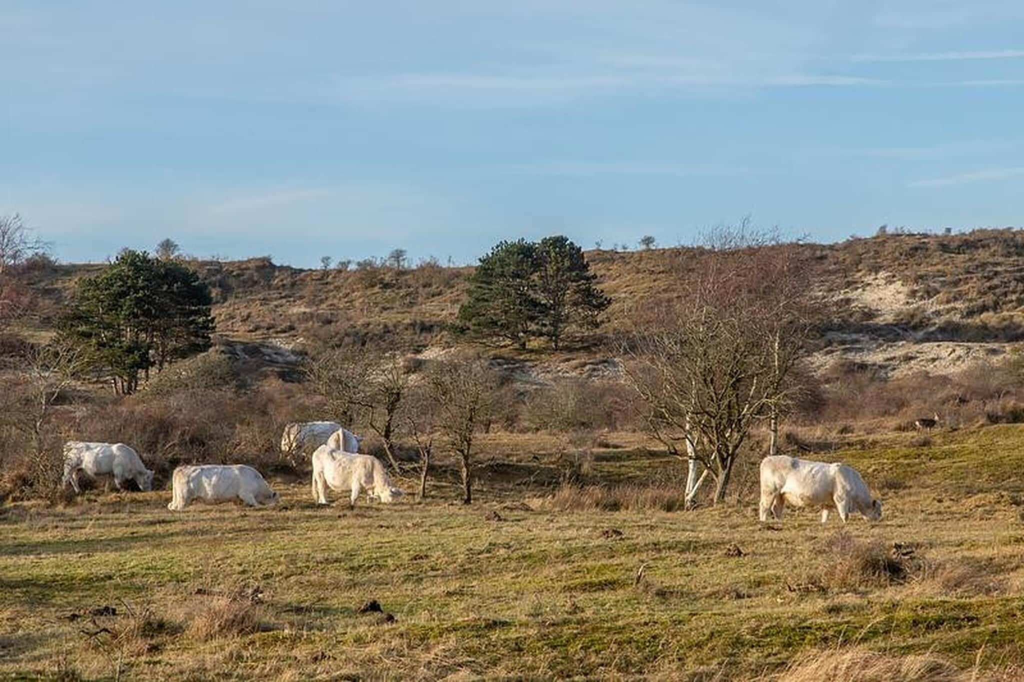 A rural landscape with grazing cattle and sparse vegetation.