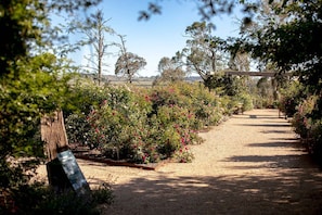 A gravel path in a garden with various plants and trees.