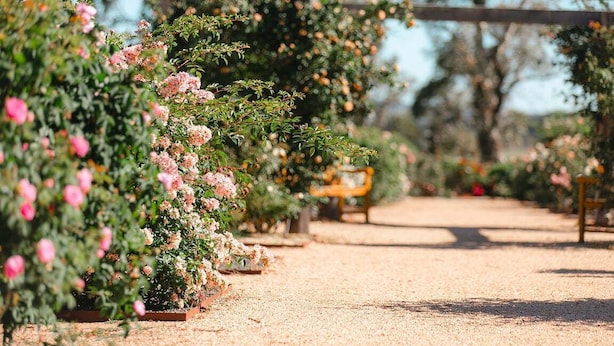 A garden pathway with flowering plants and a wooden pergola structure.