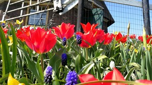 A garden with red tulips and other flowers, a brick building, and a metal fence.