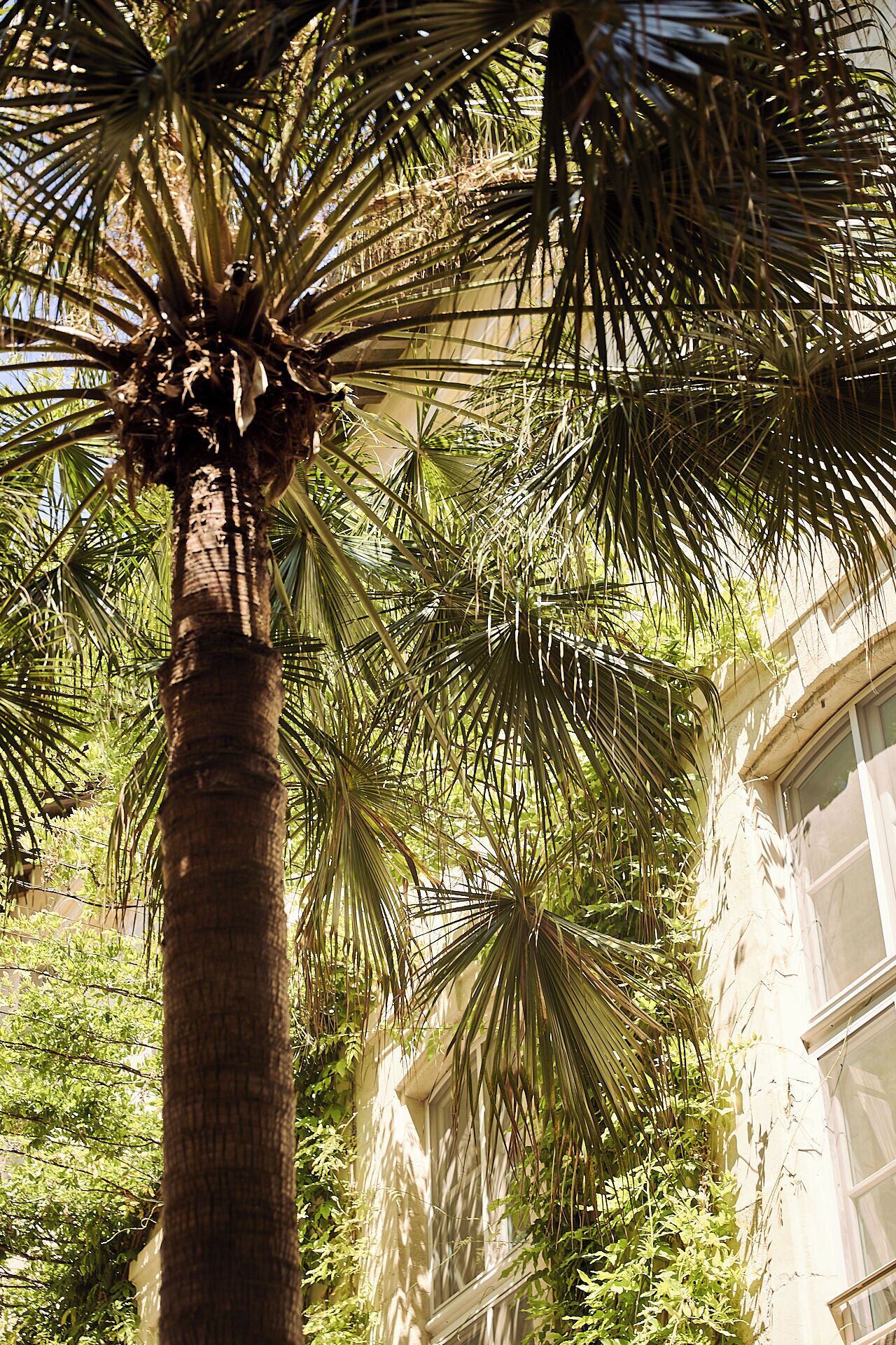 Una palmera alta con un tronco texturizado y hojas en forma de abanico, frente a un edificio con grandes ventanales y fachada blanca.