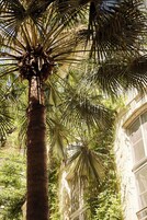 Una palmera alta con un tronco texturizado y hojas en forma de abanico, frente a un edificio con grandes ventanales y fachada blanca.