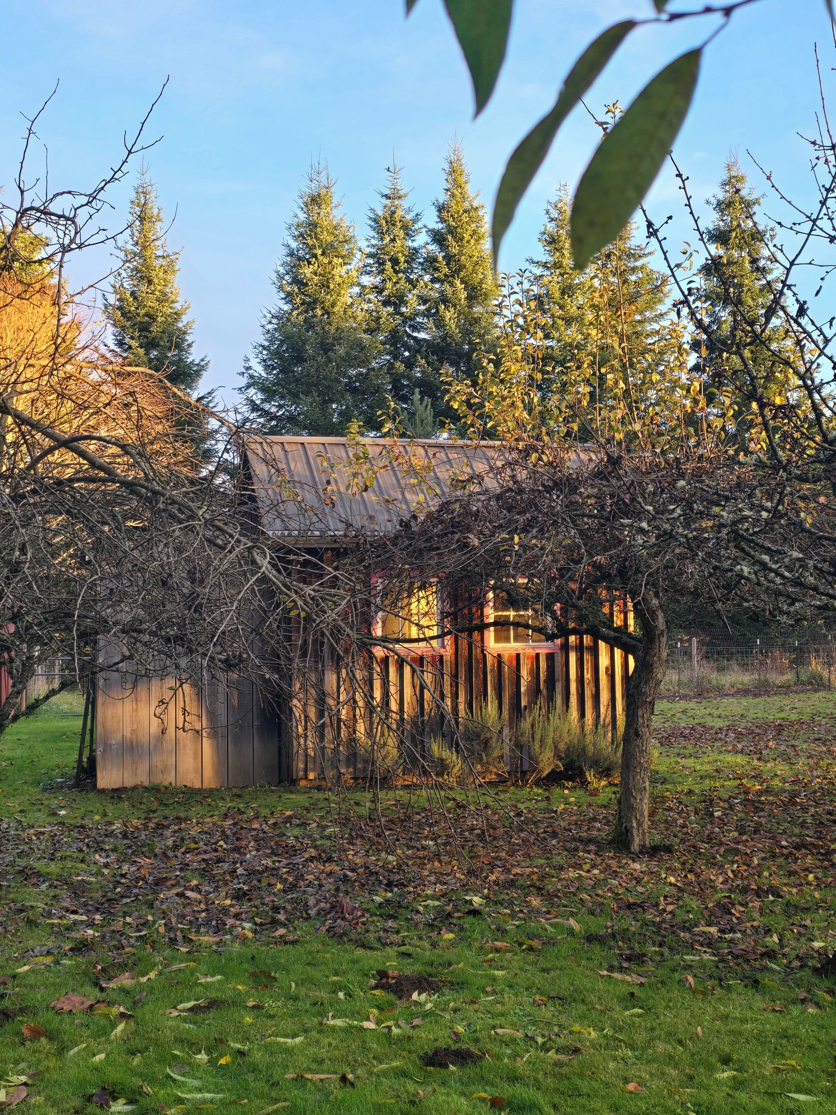 A rustic wooden structure with a sloped roof, surrounded by trees and a grassy area.