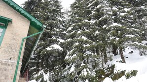 Un edificio con techo verde y un paisaje nevado con árboles altos.