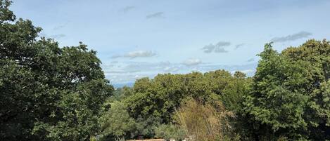 A landscape with trees, a small building, and a dirt path.