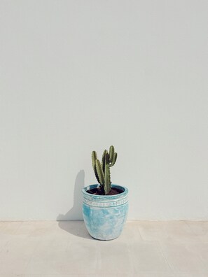 Un cactus en una maceta azul sobre un muro blanco.