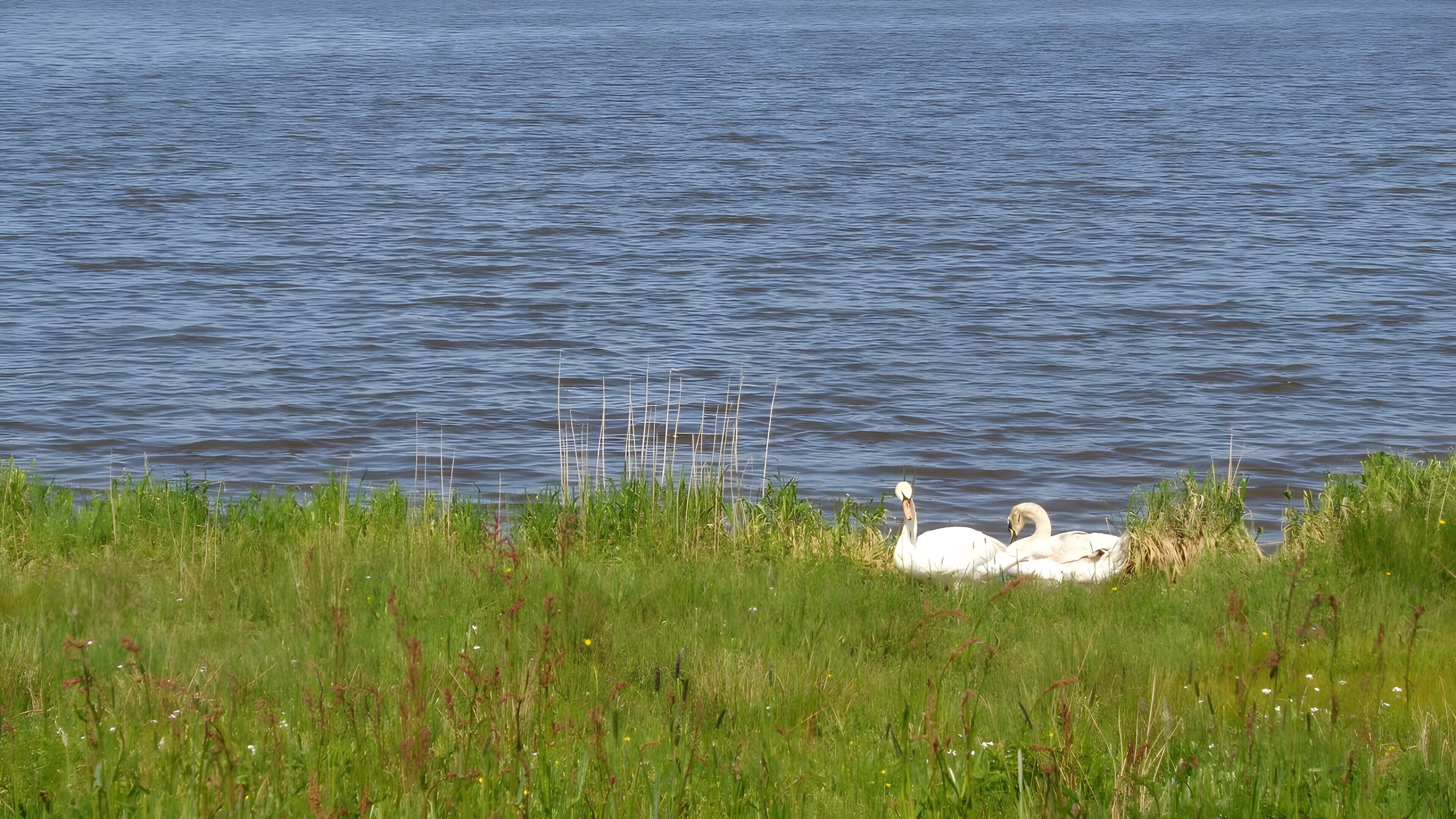 Un lac avec des cygnes et des roseaux au premier plan.