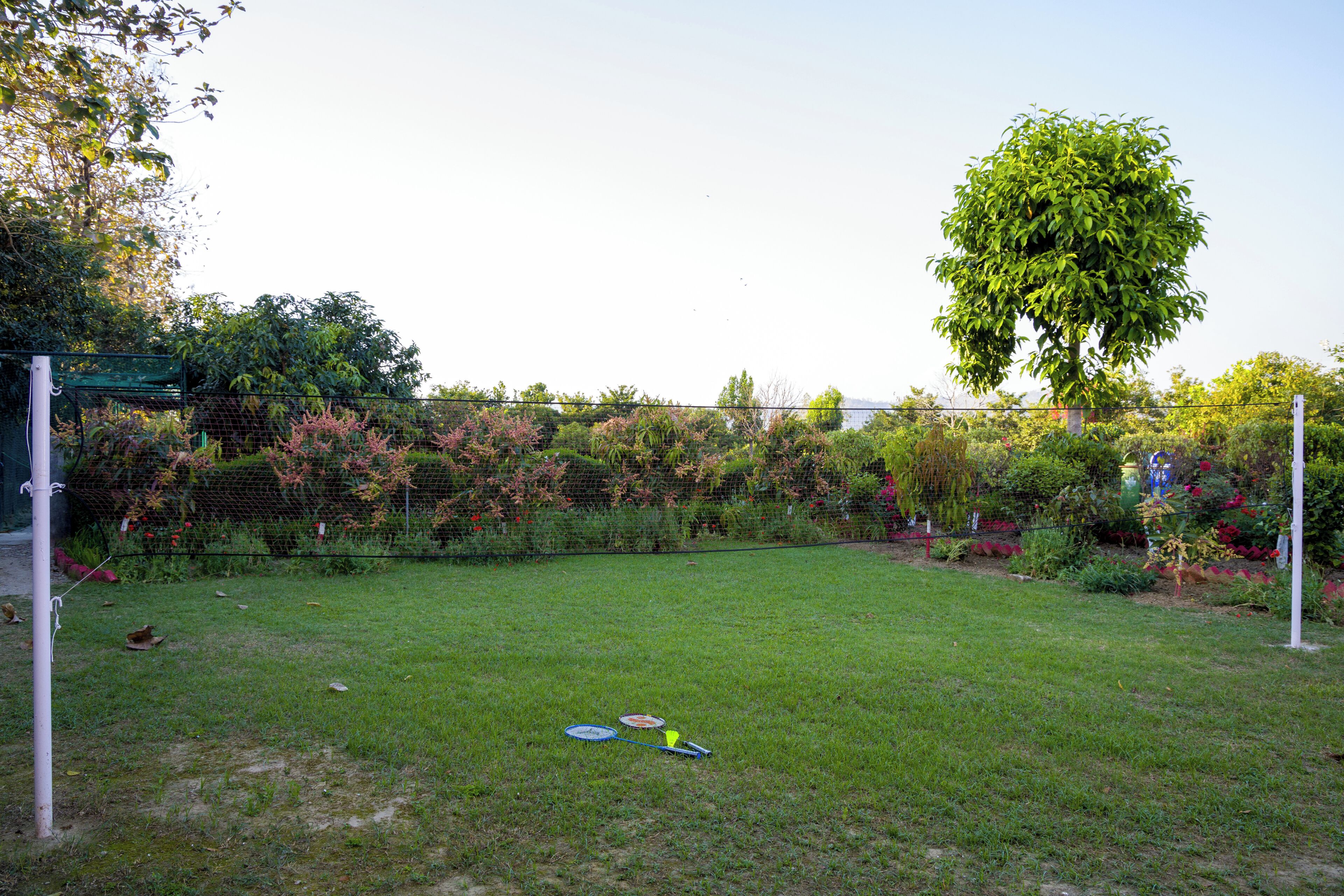 A grassy backyard with a fence, a tree, and some plants.