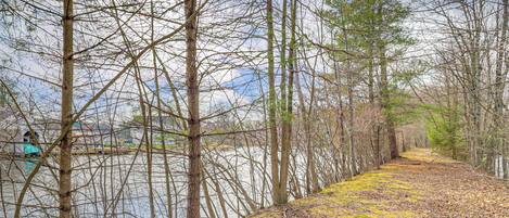 A forested area with a path leading to a body of water.